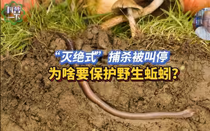 “灭绝式”捕杀被叫停，为啥要保护野生蚯蚓？