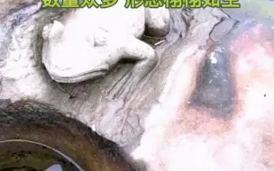 重庆南岸南滨路江滩惊现“鱼石刻”，数量众多形态栩栩如生。