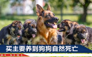 起拍价200元！官方解答54只淘汰犬将被拍卖：有的年龄大，有的胆小