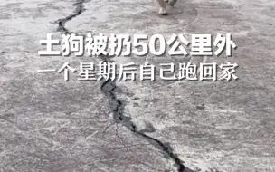 土狗被扔50公里外一星期后跑回家。当事人：很内疚自责 不会再丢了