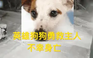 英雄狗狗为救10岁小主人勇敢扑向狼 不幸身亡