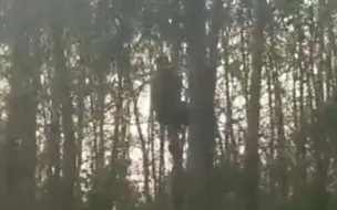 【小央追热点】安徽男子被自家牛怼上树，僵持3小时后，武警果断开枪