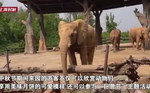 动物们吃特色月饼过中秋