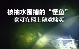 被抽水围捕的“怪鱼”鳄雀鳝 竟可在网上随意购买