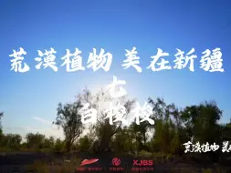 【荒漠植物 美在新疆】感受荒漠植物白梭梭的坚韧之美