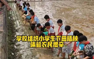 学校组织小学生下田插秧，体验农民艰辛❤️