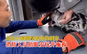 小猫玩耍时前脚掌被鱼钩刺穿，消防员捂眼睛温柔解救