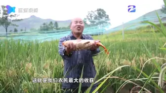 鱼抓来 梨摘来 丽水农户带你感受丰收的喜悦