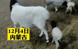 两只羊妈妈同时生羊羔，分不清自己下的崽急得团团转。主人:我也懵，你俩自己想办法吧