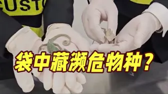 臂挎外套眼神躲闪！海关发现女子有蹊跷 口袋中竟藏了...