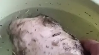 男子在洛河边意外捡到“奇物”，烧完以后是肉色  疑似“太岁”？