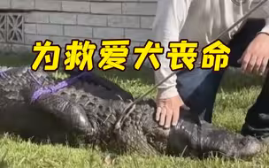85岁老人为救爱犬和3米长鳄鱼搏斗被咬死 宠物狗幸存