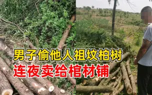 男子偷他人祖坟柏树连夜卖给棺材铺：一个月偷走17棵，获利11400元