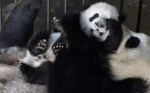 抱抱亲亲举高高，大熊猫妈妈“花式宠娃”