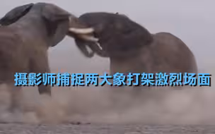 摄影师捕捉两大象打架激烈场面：大象用全部力量撞击 胜者紧追对手