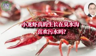 小龙虾真的生长在臭水沟，喜欢污水吗？