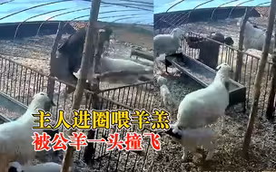 主人进圈喂羊羔被公羊一头撞飞：没受伤，一定会把它宰了