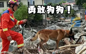 曾赴土耳其地震灾区救援 搜救犬“焰刀”现身全国大比武