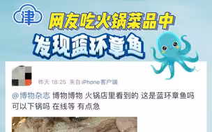 网友吃火锅菜品中发现蓝环章鱼