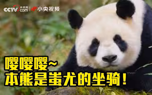 大熊猫：我是土生土长中国熊 不是猫！