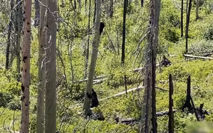 遭灰熊一路狂追后 黑熊吓得慌忙爬上大树不敢下来 现场画面曝光！