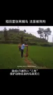 稻田擅自架网捕鸟  法盲被刑拘