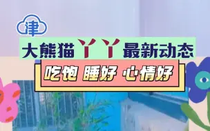 北京动物园发布最新视频：丫丫身体平稳，正在适应这里的生活环境