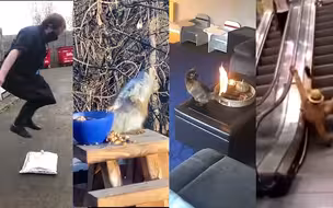 一周趣闻：松鼠吃烂梨 醉了；第一次坐电梯 晕了
