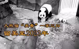 大熊猫“美香”何时回家？最新消息：一家三口留美延至2023年