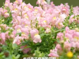 【走进春天里的中国】一不小心闯入“爱丽丝仙境”？ 来云台花园赏花看文创