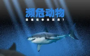 “主播吃大白鲨”背后：揭秘濒危动物黑色贩卖产业链