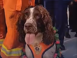 搜救犬“肥肥”痊愈啦 戴上小花环平安返回