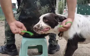 优秀！这条警犬会咬断绳子解救人质