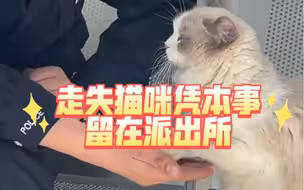 走失猫咪凭本事留在派出所！黏上警犬训导员还会听口令！太萌了❤️