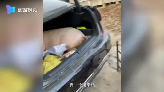 得知儿子不能回家过年，爸妈在儿子后备厢塞了一头活猪