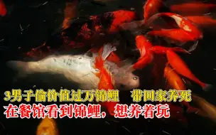 3男子偷万元锦鲤带回家养死：看到餐馆门口锦鲤，想养着玩