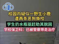 校园内疑似一野生小鹿遭两条恶狗撕咬，学生扔水瓶驱赶助其脱困！ 学校保卫科回应