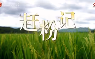 “赶粉”记