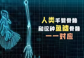 人类手臂骨骼和这种鱼鳍骨骼一一对应
