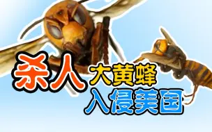 一口咬掉蜜蜂头!“杀人大黄蜂”入侵美国