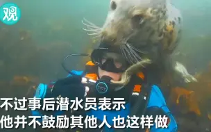 潜水员与海豹打成一片？潜水员：我们可是玩了18年了！
