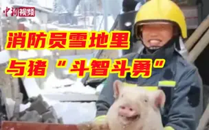 温馨又好笑！消防员雪地里与猪“斗智斗勇”