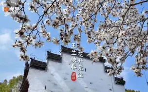 #春日玉兰花缀满枝头好美 近日，安徽黄山。在潜口民宅博物馆，玉兰花盛放缀满枝头，勾勒出清新素雅的画面