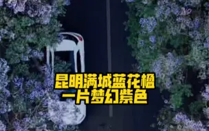帧帧都是浪漫！昆明满城蓝花楹，一片梦幻紫色❤️太美了！
