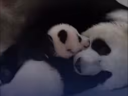 旅俄大熊猫幼崽定名活动启动 “小乌拉”还是“喀秋莎”？