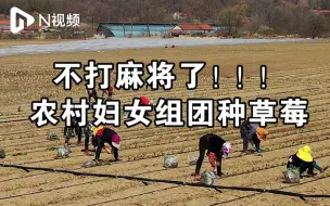 丹东农村妇女告别麻将组团种草莓，65岁奶奶一年也能挣50000元