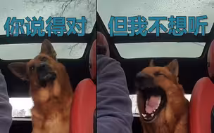 可爱！德牧雨天贪玩主人对它“碎碎念” 狗子歪头听训却插不上嘴