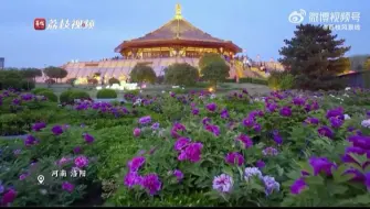 国色天香！洛阳城牡丹竞放灿若云锦
