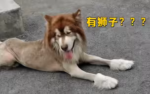 “快点，有狮子！”市民路遇“猛兽”报警 民警到场一看哭笑不得