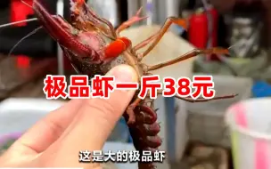 极品虾一斤38元 小龙虾提前上市销售旺